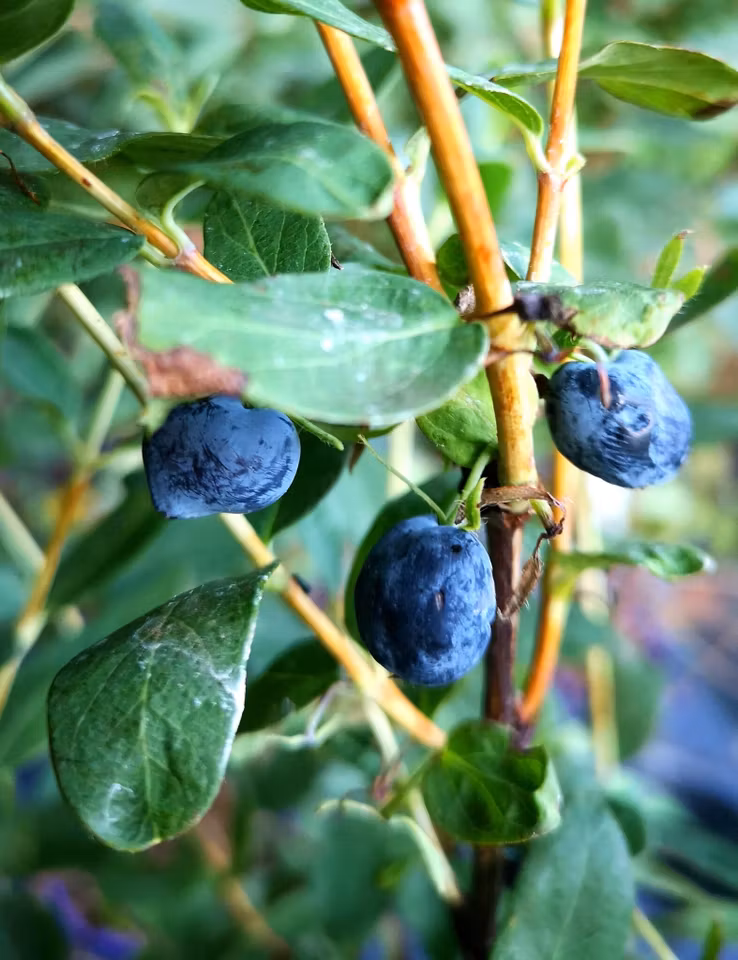 Blåbärstry Blue Treasure – mogna haskapbär på buske