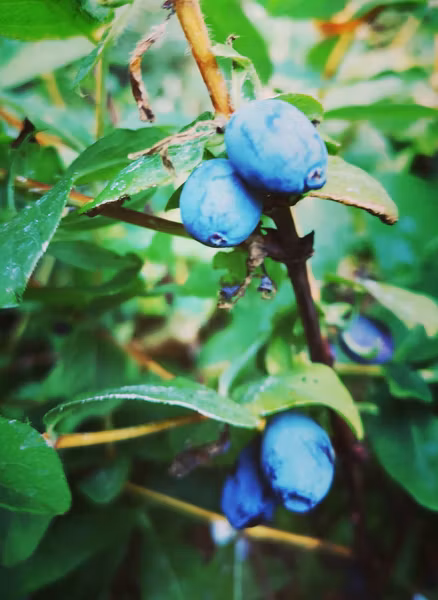 Blåbärstry 'Strawberry Sensation'