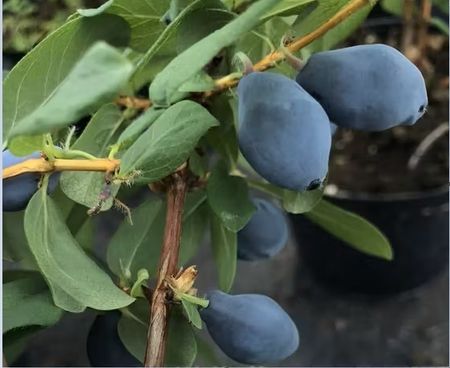 Blåbärstry 'Boreal Blizzard' (Storlek: Större)