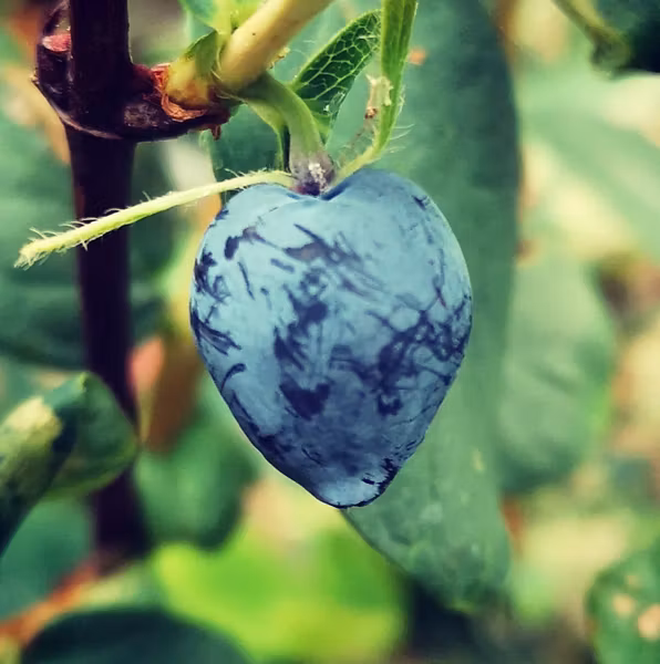Blåbärstry 'Giants Heart'