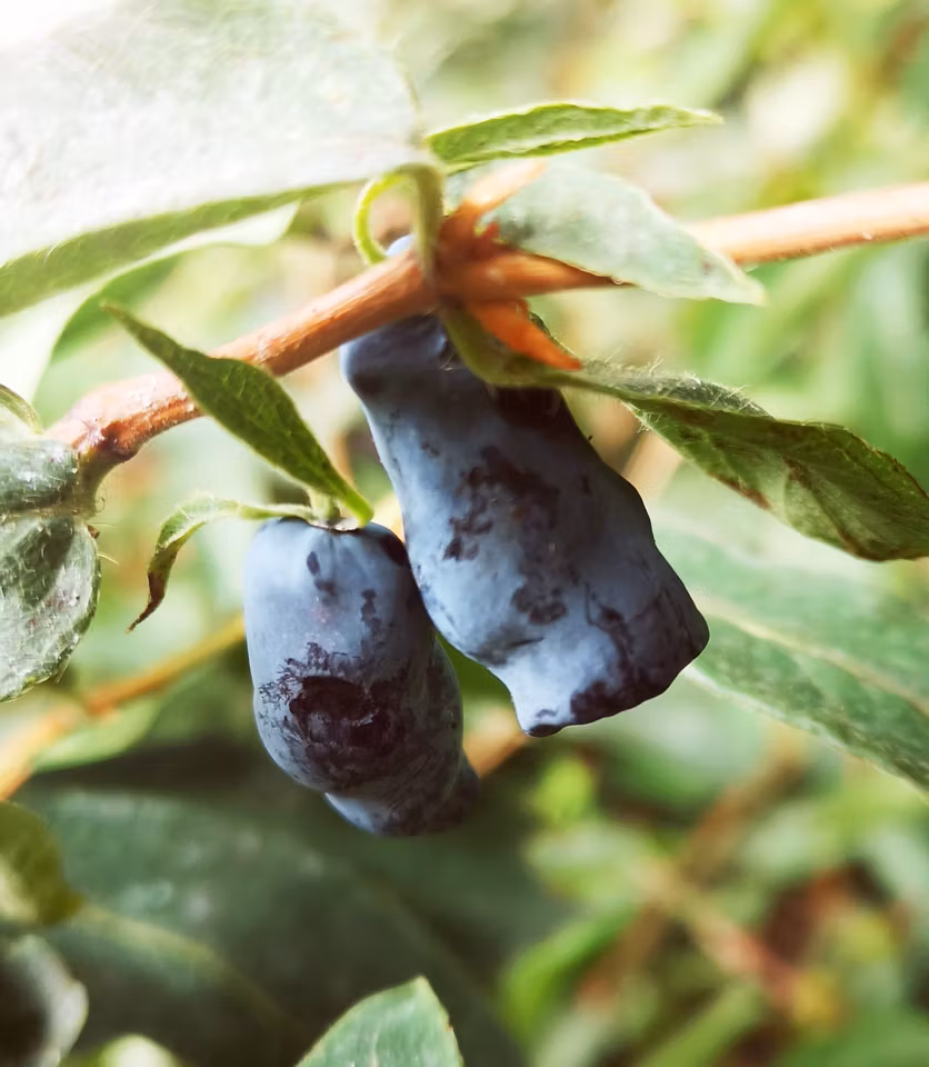 Blåbärstry 'Morena' (Storlek: Mindre)