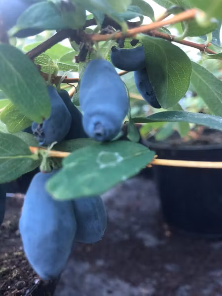 Blåbärstry 'Tundra'