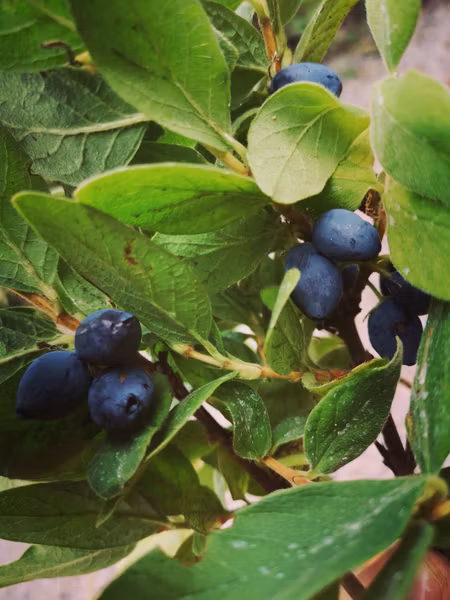 Blåbärstry 'Blue Velvet'