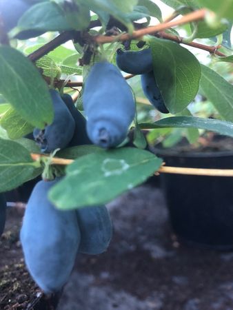 Blåbärstry 'Amur' (Storlek: Mindre)
