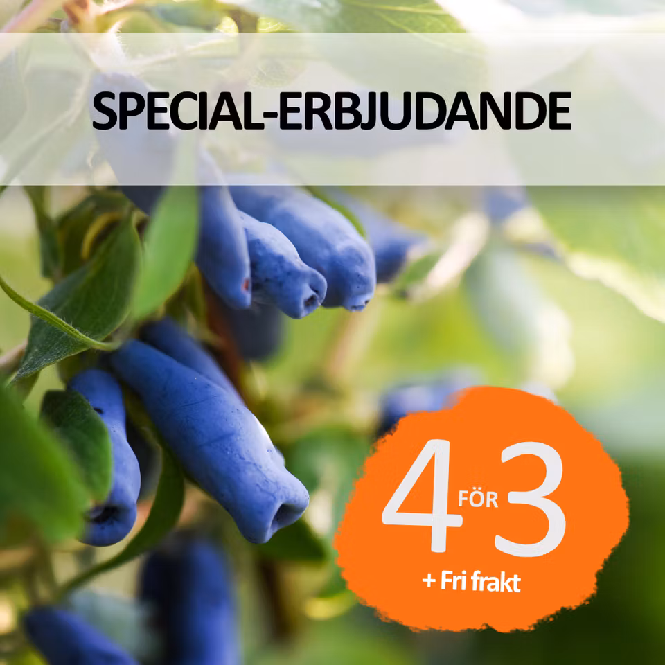 Special-erbjudande - Stora buskar blåbärstry