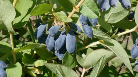 Blåbärstry 'Tola' (Storlek: Större)