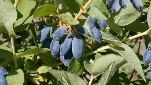 Blåbärstry 'Tola'