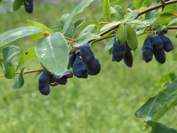 Blåbärstry 'Boreal Beauty'