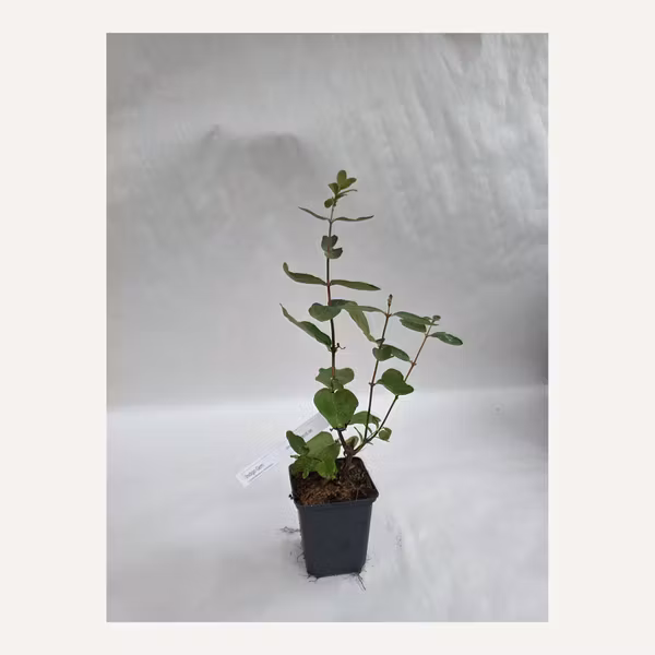 Blåbärstry Indigo Gem – mindre planta