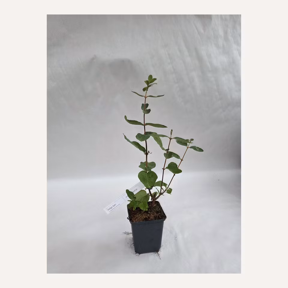Blåbärstry Indigo Gem – mindre planta