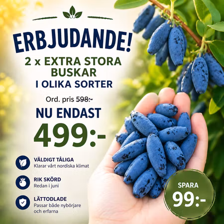 Blåbärstry mixpaket – 2 plantor (större storlek)