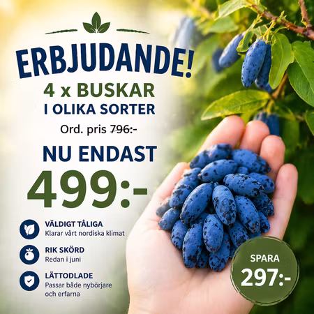 Blåbärstry mixpaket – 4 plantor (mindre storlek)