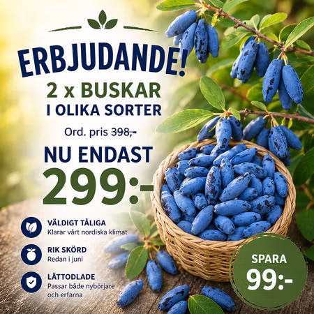 Blåbärstry mixpaket – 2 plantor (mindre storlek)