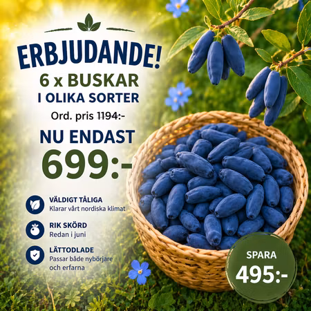 Blåbärstry mixpaket – 6 plantor (mindre storlek)