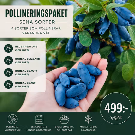 Pollineringspaket med sena sorter av blåbärstry – 4 sorter som pollinerar varandra väl