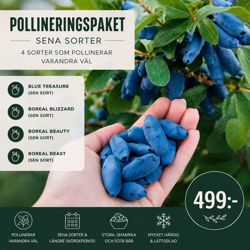 Pollineringspaket med sena sorter av blåbärstry – 4 sorter som pollinerar varandra väl