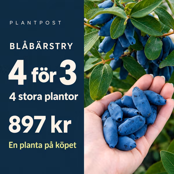 Fyra stora blåbärstryplantor – betala för tre