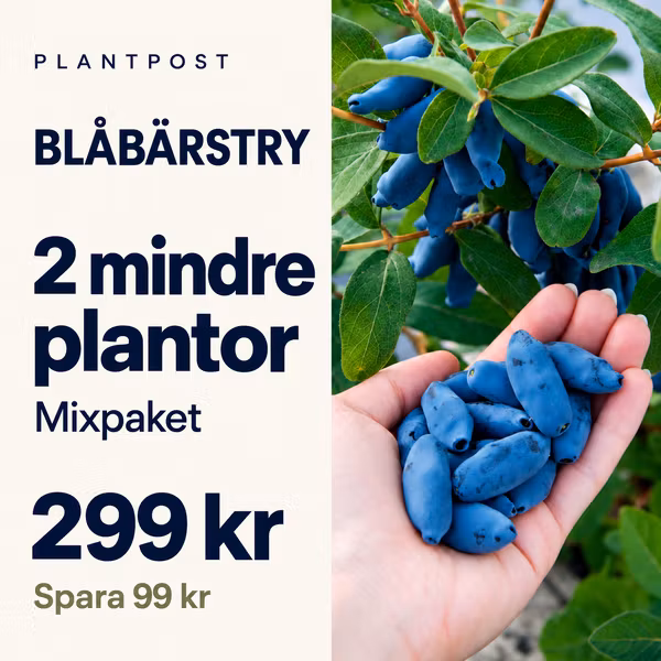 Blåbärstry mixpaket – 2 plantor (mindre storlek)