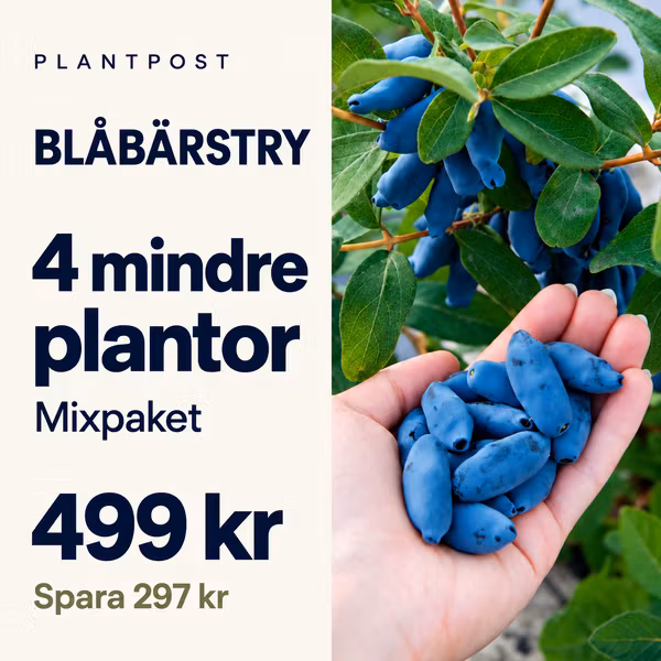 Fyra mindre blåbärstryplantor i mixpaket