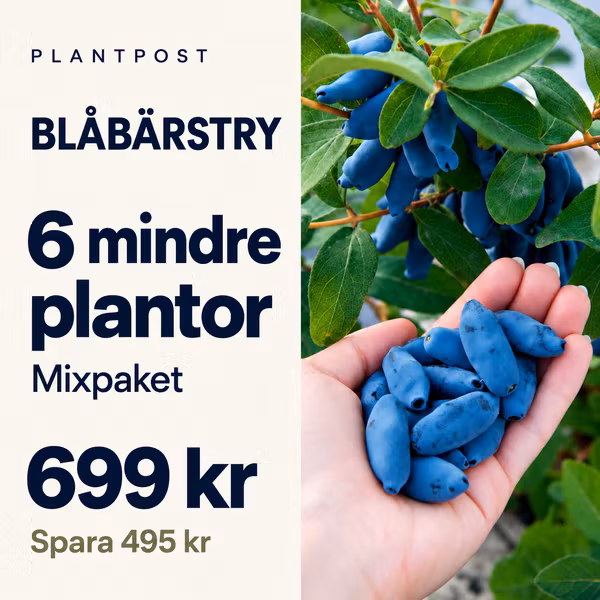 Blåbärstry mixpaket – 6 plantor (mindre storlek)