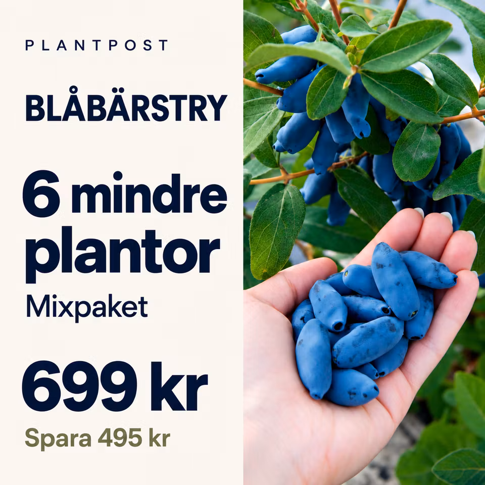 Blåbärstry mixpaket – 6 plantor (mindre storlek)