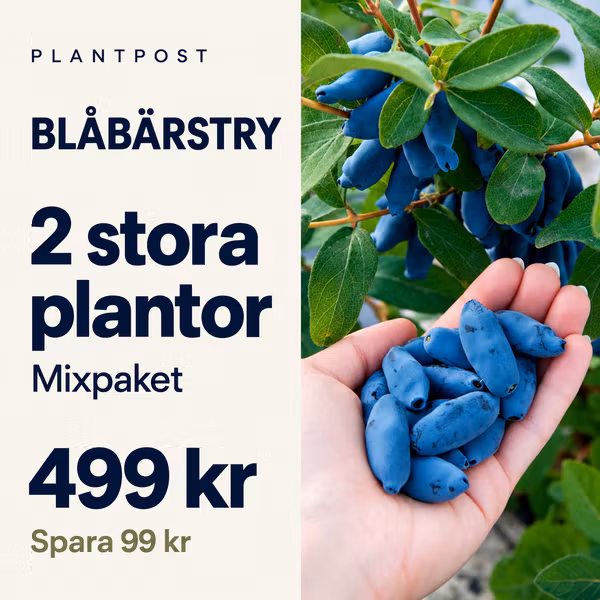 Blåbärstry mixpaket – 2 plantor (större storlek)