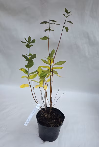 Blåbärstry 'Blue Treasure'