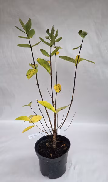 Blåbärstry 'Boreal Beauty'