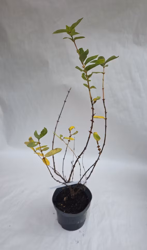 Blåbärstry Boreal Blizzard – större planta