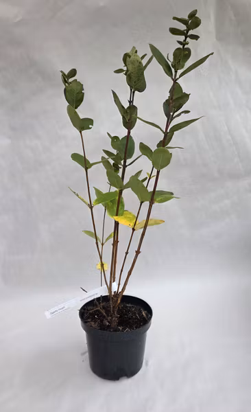Blåbärstry 'Giants Heart'