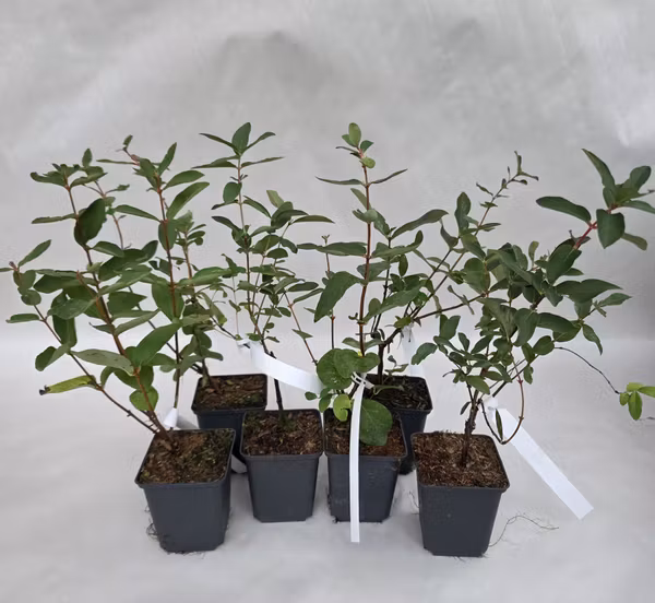 Blåbärstry mixpaket – 6 plantor (mindre storlek)