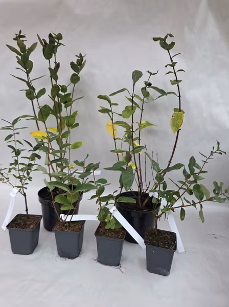 Familjepaket blåbärstry – 2 stora och 4 mindre plantor