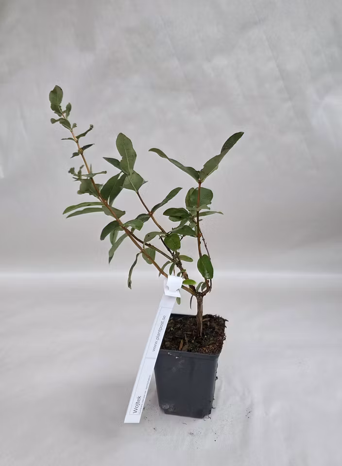 Blåbärstry Wojtek – mindre planta