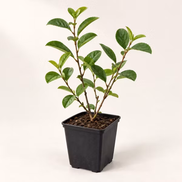 Slånaronia 'Nero' – P9