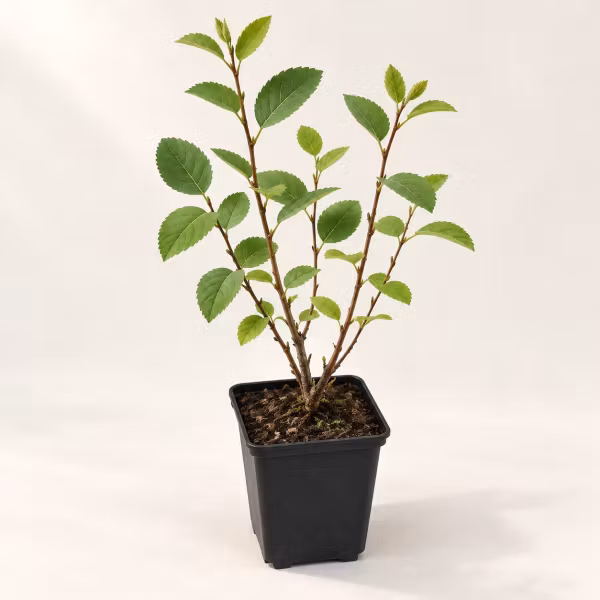 Bärhäggmispel 'Honeywood' – P9
