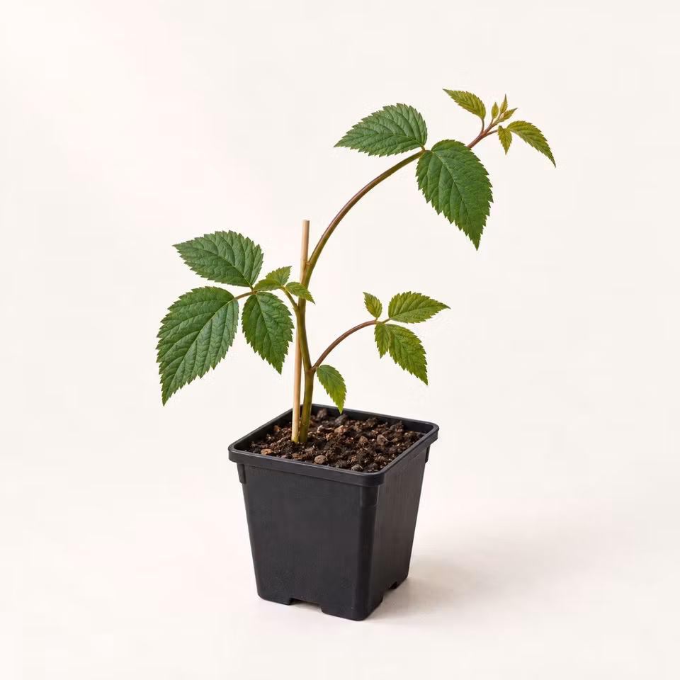 AI-genererad illustration av Björnbär 'Black Satin' i P9-kruka.