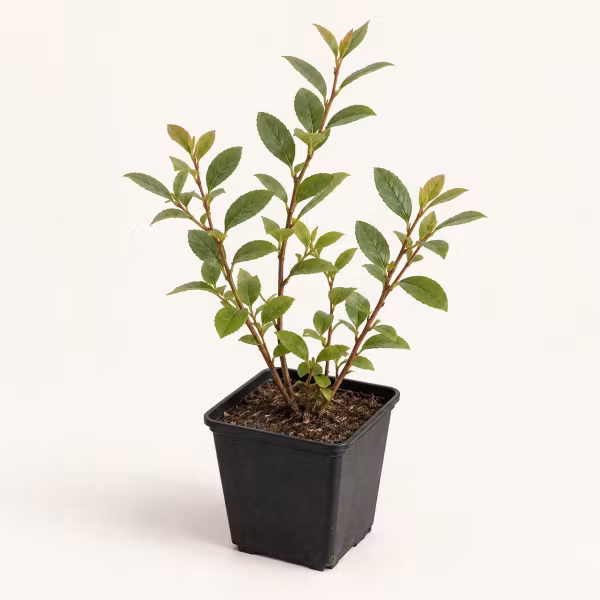 Hybridblåbär 'Emil' – P9