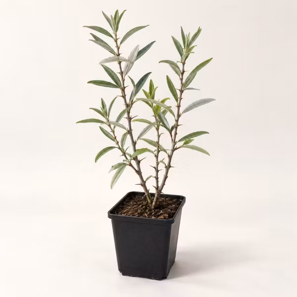 Havtorn 'Friesdorfer Orange' – P9