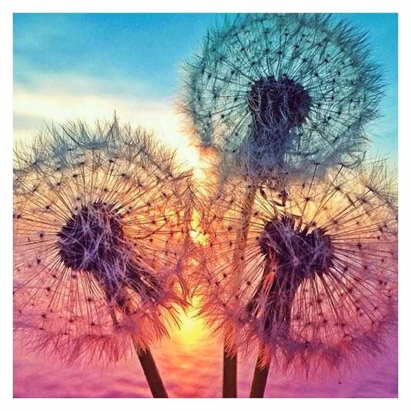 Diamanttavla Colorful Dandelion 50x50