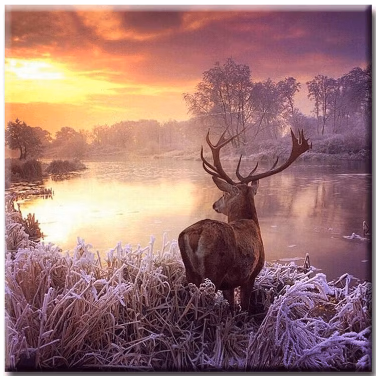 Diamanttavla Wapiti 50x50