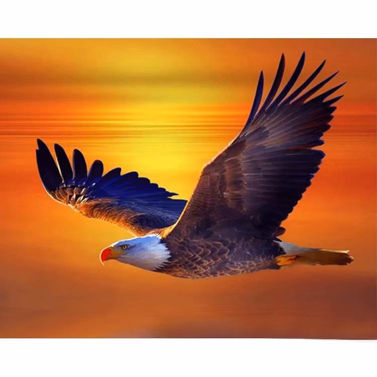 Diamanttavla (R) Sunset Eagle 40x50