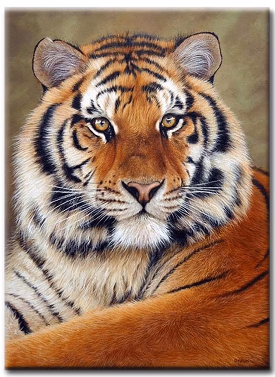 Diamanttavla (R) Tiger 40x50