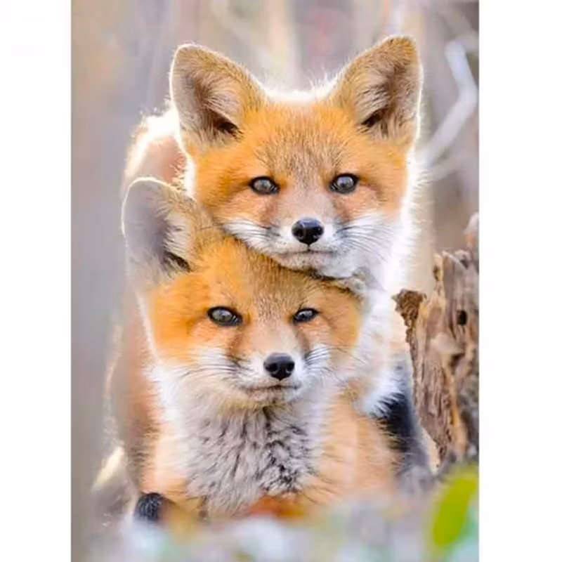 Diamanttavla Söta Rävar 40x50