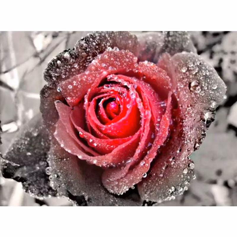 Diamanttavla Frozen Rose 30x40