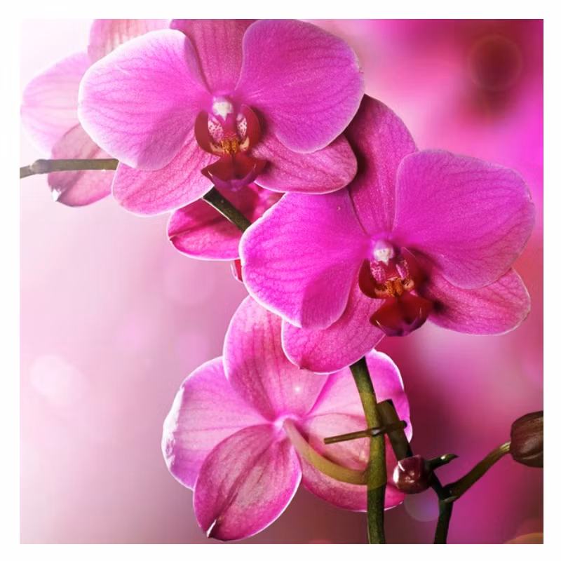 Diamanttavla Orchideér 40x40