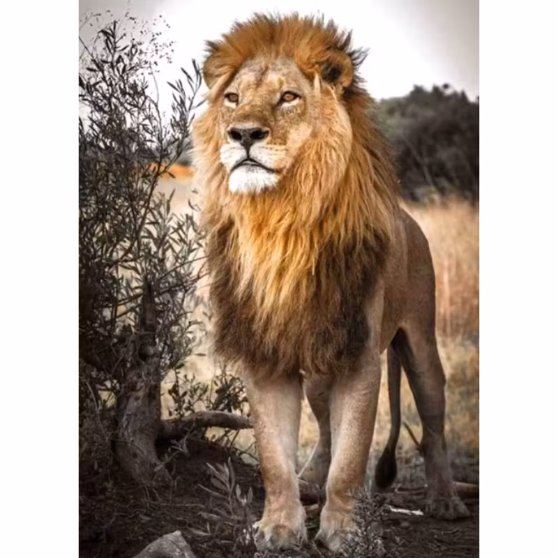 Diamanttavla Ståtligt lejon 50x70