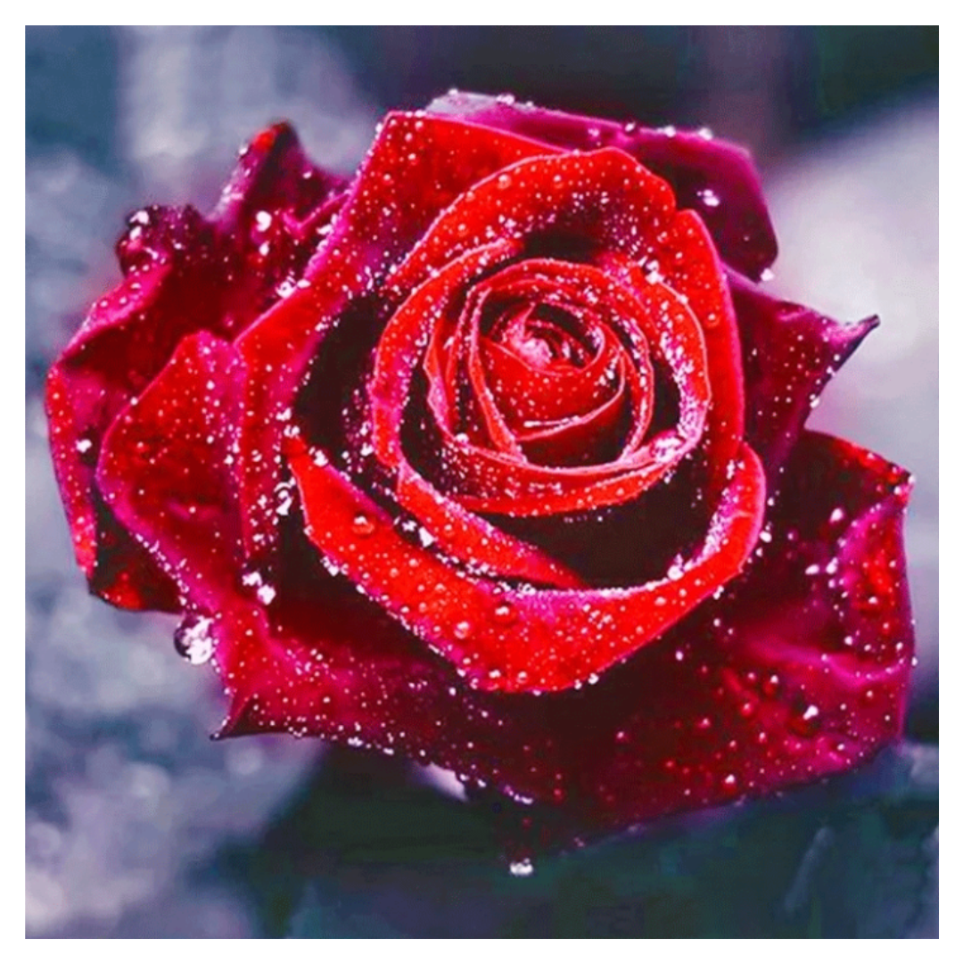 Diamanttavla Beautiful Rose 30x30