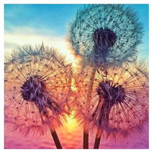 Diamanttavla Dandelion 40x40
