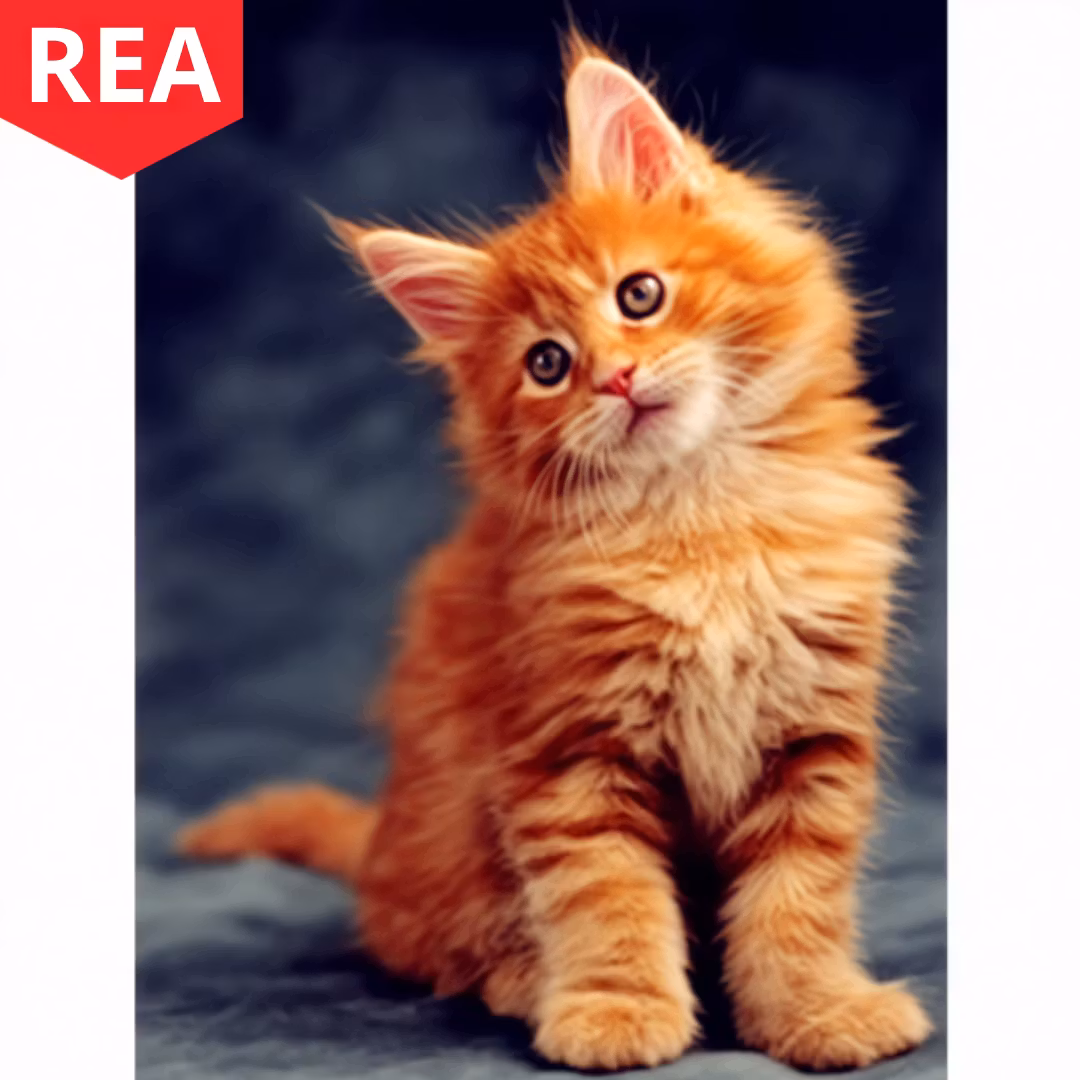 Diamanttavla Adorable Kitten 40x50 -REA