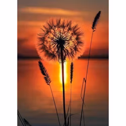 Diamanttavla Dandelion Sunset Light 20x30
